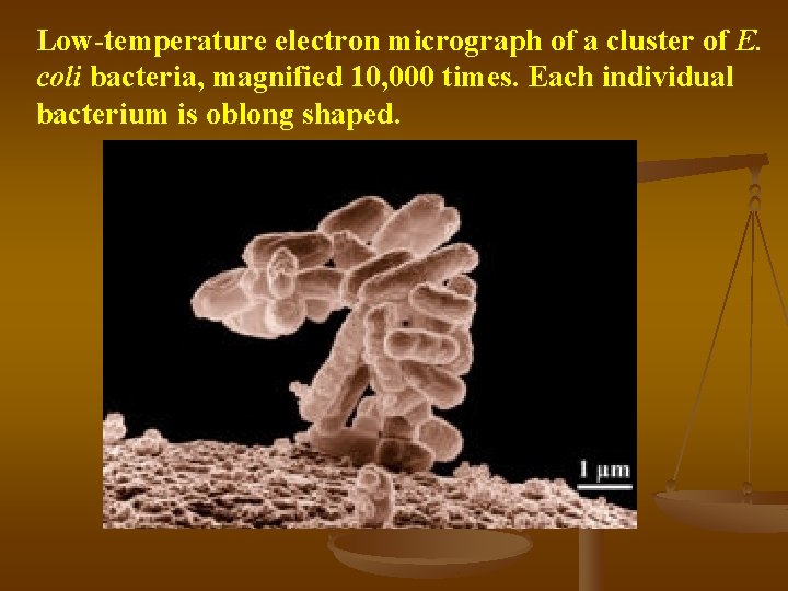 Low-temperature electron micrograph of a cluster of E. coli bacteria, magnified 10, 000 times.