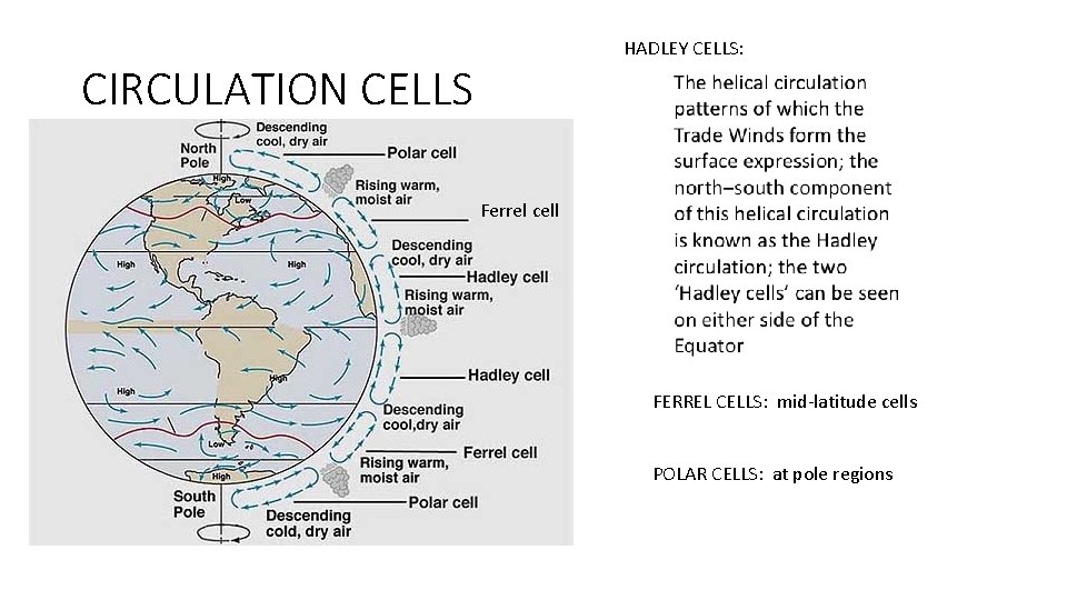 HADLEY CELLS: CIRCULATION CELLS Ferrel cell FERREL CELLS: mid-latitude cells POLAR CELLS: at pole