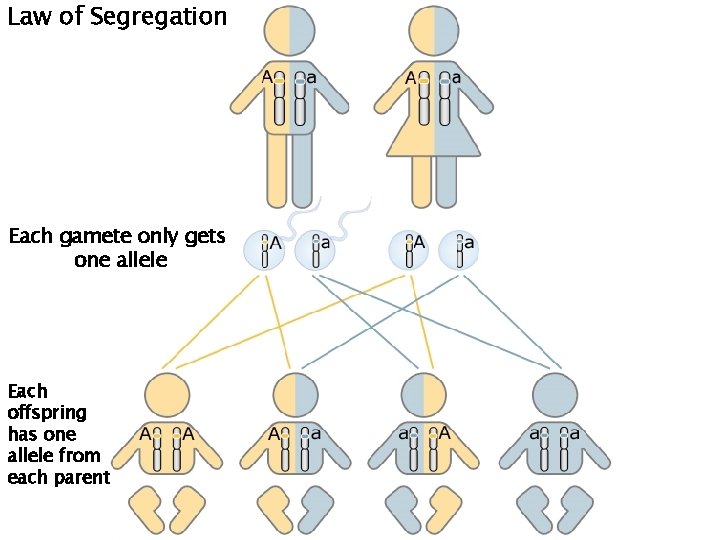 Law of Segregation Each gamete only gets one allele Each offspring has one allele