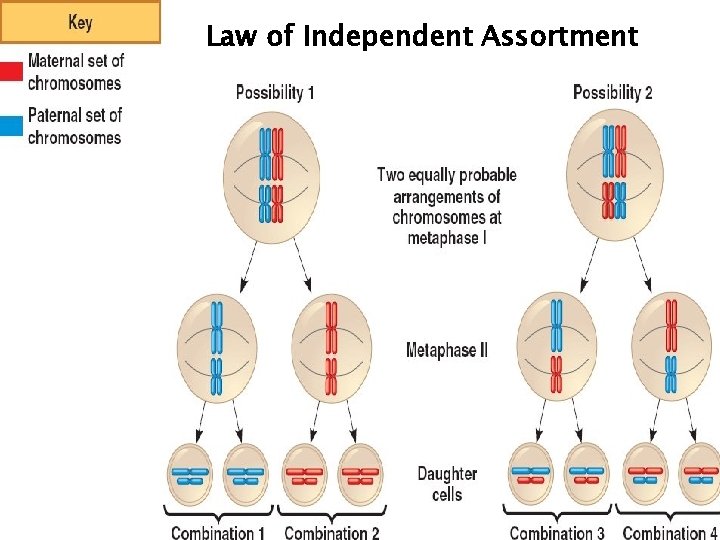 Law of Independent Assortment 