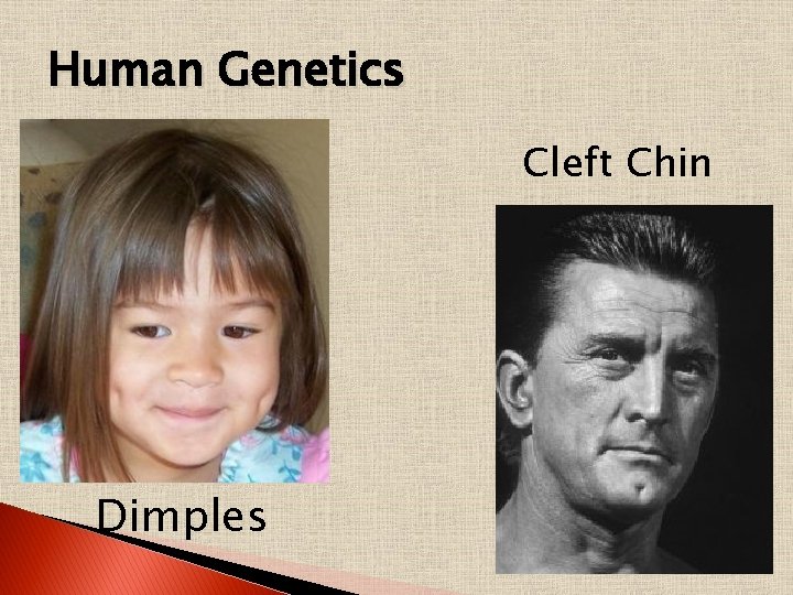 Human Genetics Cleft Chin Dimples 