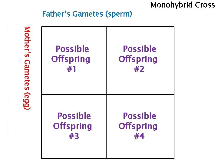 Father’s Gametes (sperm) Monohybrid Cross Mother’s Gametes (egg) Possible Offspring #1 Possible Offspring #2