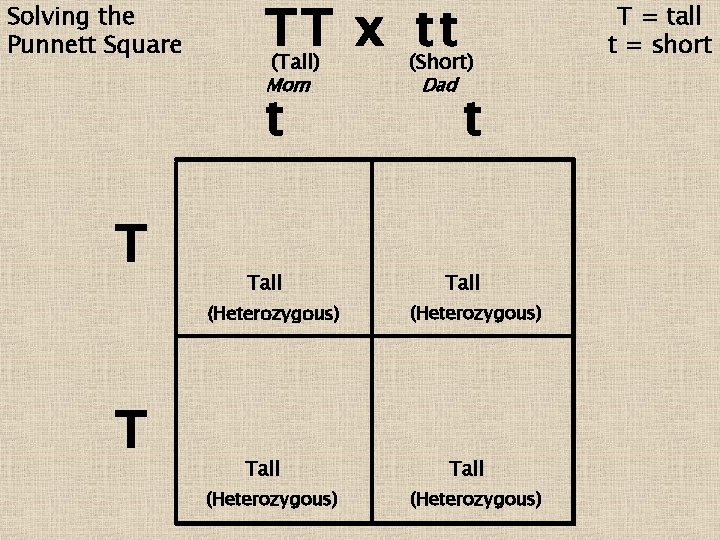 Solving the Punnett Square TT x tt (Tall) (Short) Mom t T Tall (Heterozygous)