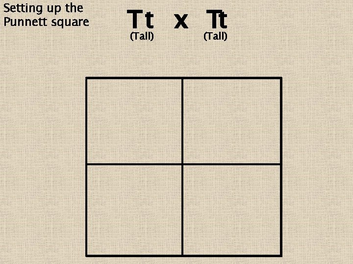 Setting up the Punnett square T t x Tt Tt (Tall) 