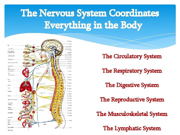 The Nervous System Coordinates Everything in the Body The Circulatory System The Respiratory System The Nervous System Coordinates Everything in the Body The Circulatory System The Respiratory System