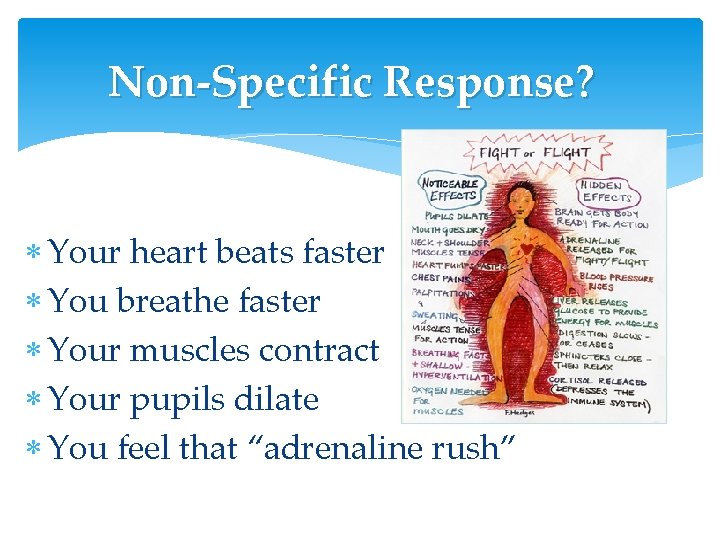 Non-Specific Response? Your heart beats faster You breathe faster Your muscles contract Your pupils Non-Specific Response? Your heart beats faster You breathe faster Your muscles contract Your pupils