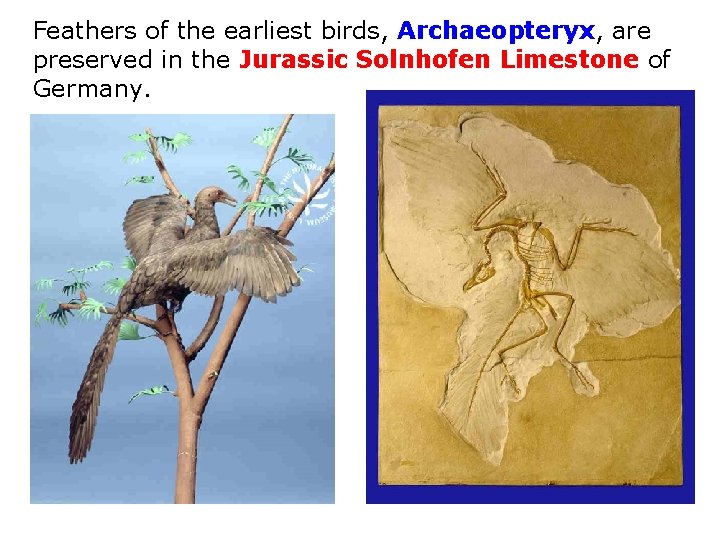 First Ever Bird Biology Chapter 17 Evolution The History of Life