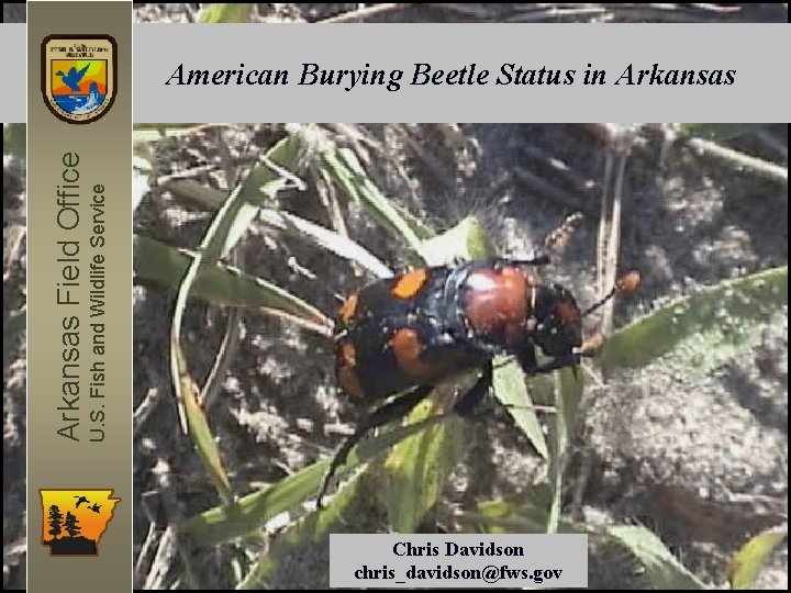 U. S. Fish and Wildlife Service Arkansas Field Office American Burying Beetle Status in