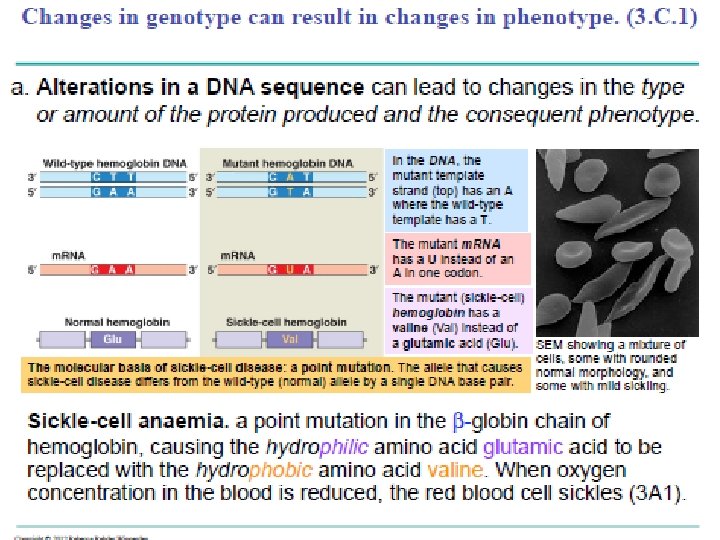 3 c 1 effect on phenotype watch the