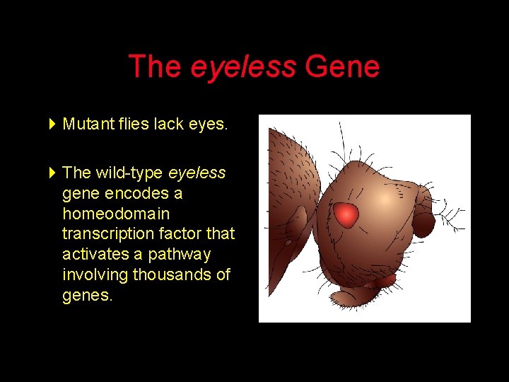 The eyeless Gene 4 Mutant flies lack eyes. 4 The wild-type eyeless gene encodes
