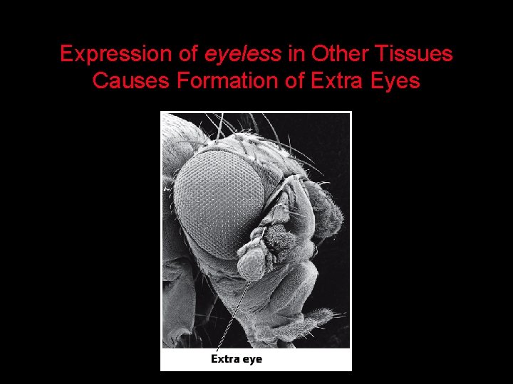 Expression of eyeless in Other Tissues Causes Formation of Extra Eyes 