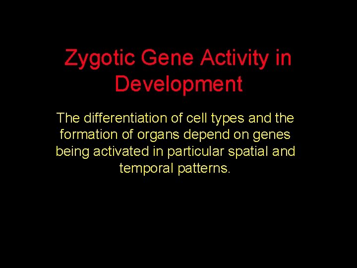 Zygotic Gene Activity in Development The differentiation of cell types and the formation of