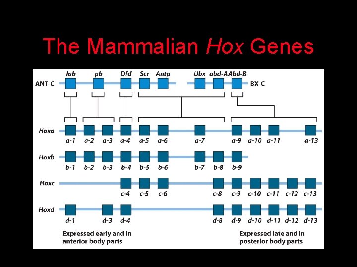 The Mammalian Hox Genes 
