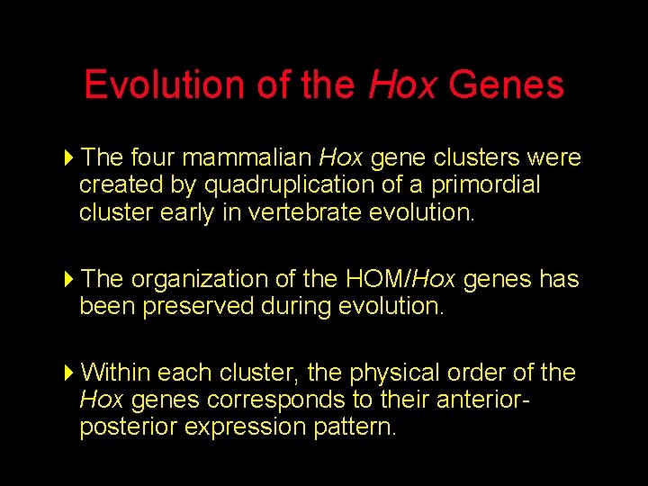 Evolution of the Hox Genes 4 The four mammalian Hox gene clusters were created