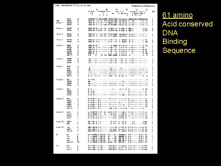 61 amino Acid conserved DNA Binding Sequence 