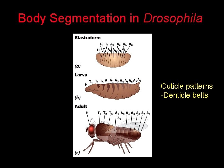 Body Segmentation in Drosophila Cuticle patterns -Denticle belts 