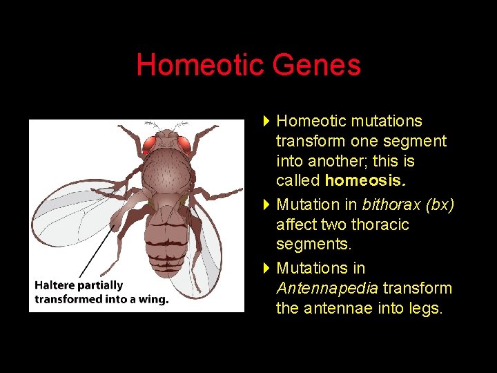 Homeotic Genes 4 Homeotic mutations transform one segment into another; this is called homeosis.