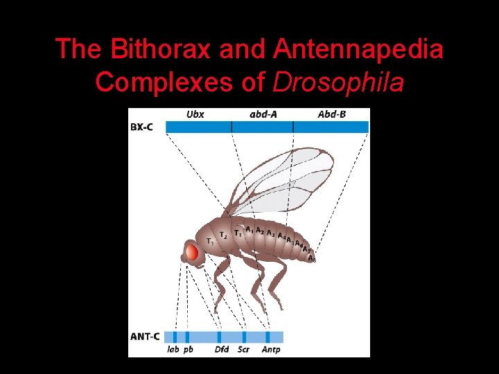 The Bithorax and Antennapedia Complexes of Drosophila 