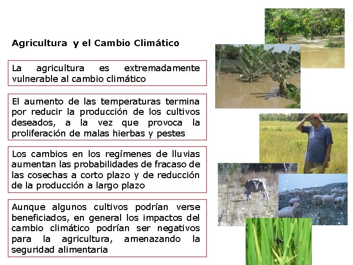 Agricultura y el Cambio Climático La agricultura es extremadamente vulnerable al cambio climático El Agricultura y el Cambio Climático La agricultura es extremadamente vulnerable al cambio climático El