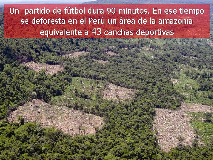 Un partido de fútbol dura 90 minutos. En ese tiempo se deforesta en el Un partido de fútbol dura 90 minutos. En ese tiempo se deforesta en el