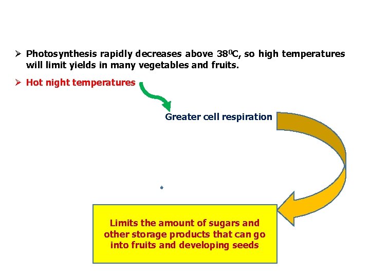 Ø Photosynthesis rapidly decreases above 380 C, so high temperatures will limit yields in