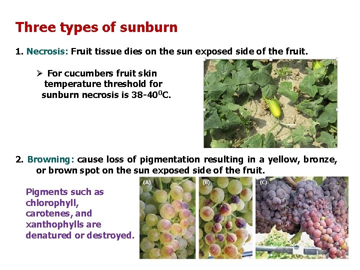 Three types of sunburn 1. Necrosis: Fruit tissue dies on the sun exposed side