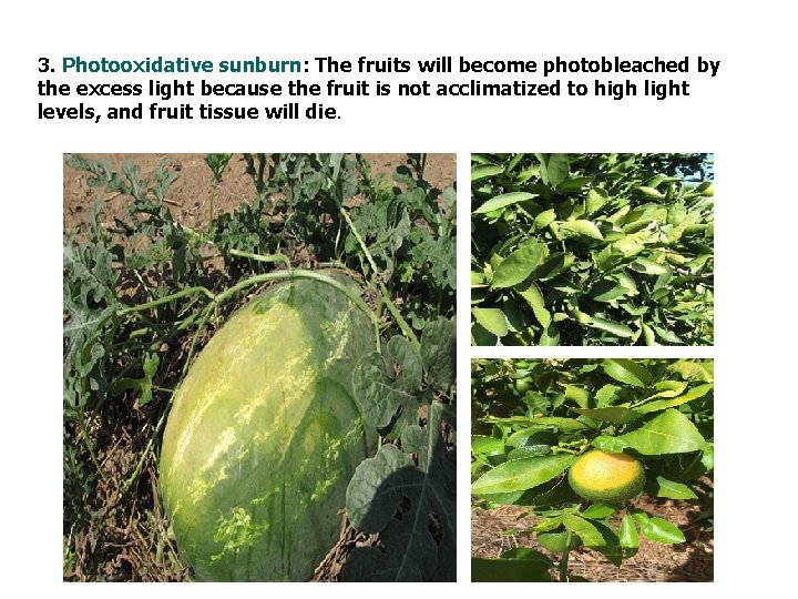 3. Photooxidative sunburn: The fruits will become photobleached by the excess light because the