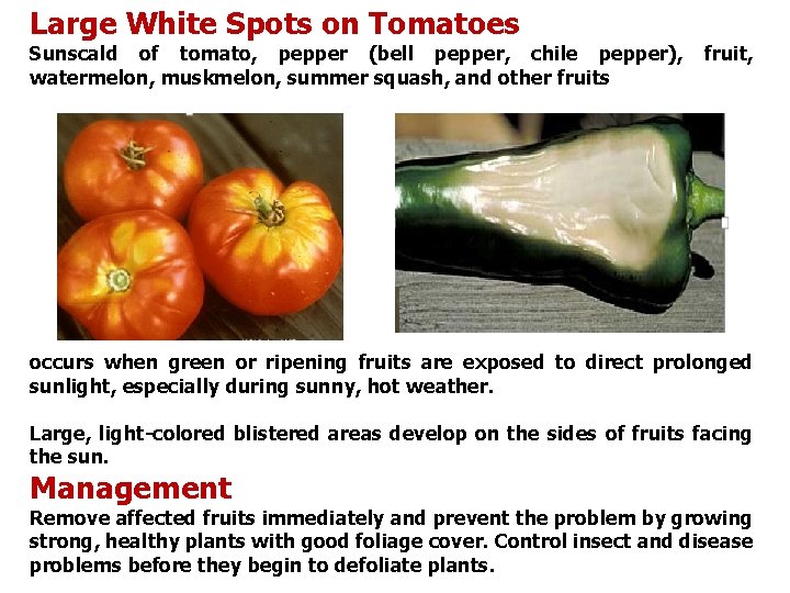 Large White Spots on Tomatoes Sunscald of tomato, pepper (bell pepper, chile pepper), watermelon,