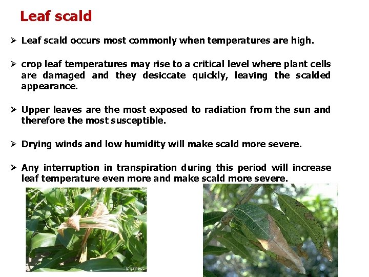 Leaf scald Ø Leaf scald occurs most commonly when temperatures are high. Ø crop