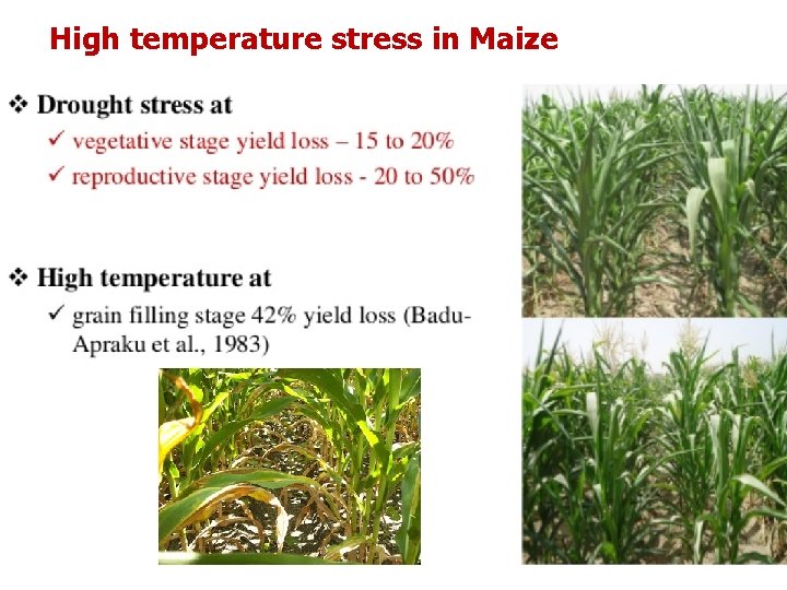 High temperature stress in Maize 