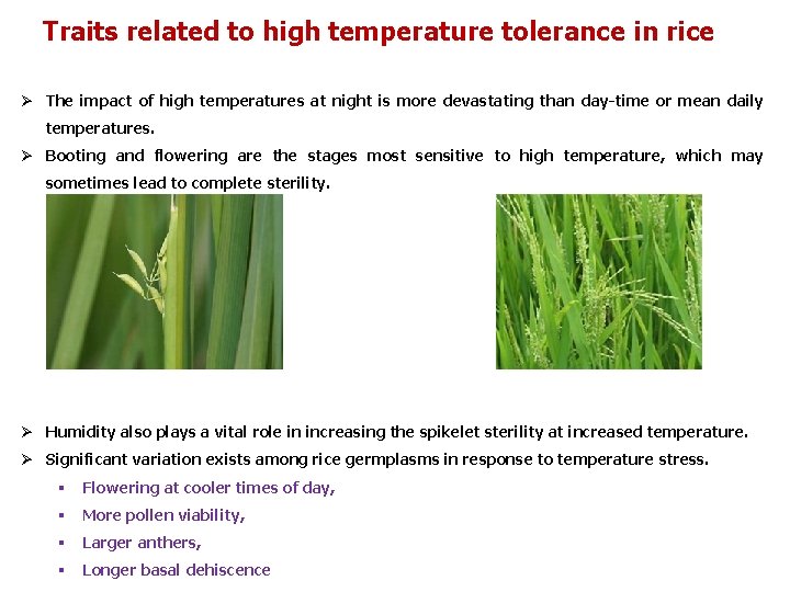 Traits related to high temperature tolerance in rice Ø The impact of high temperatures