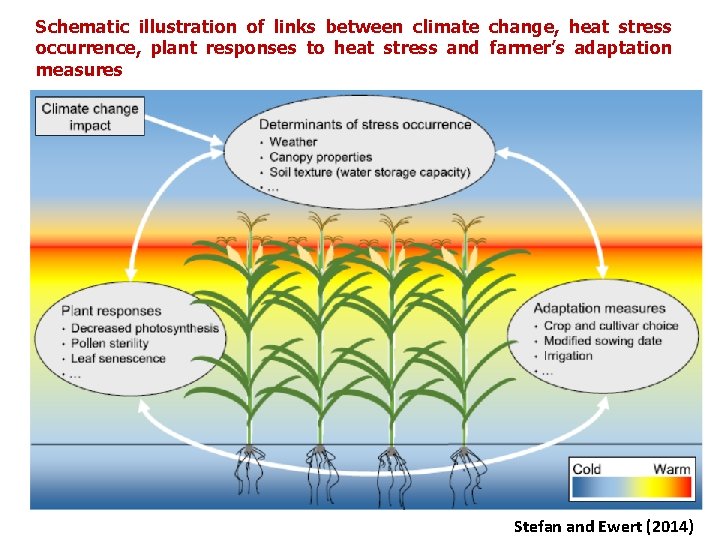 Schematic illustration of links between climate change, heat stress occurrence, plant responses to heat