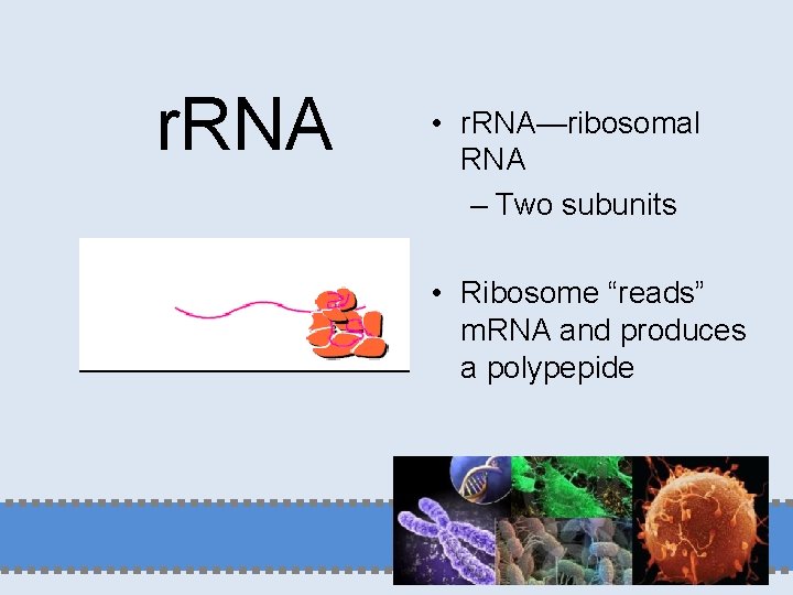r. RNA • r. RNA—ribosomal RNA – Two subunits • Ribosome “reads” m. RNA
