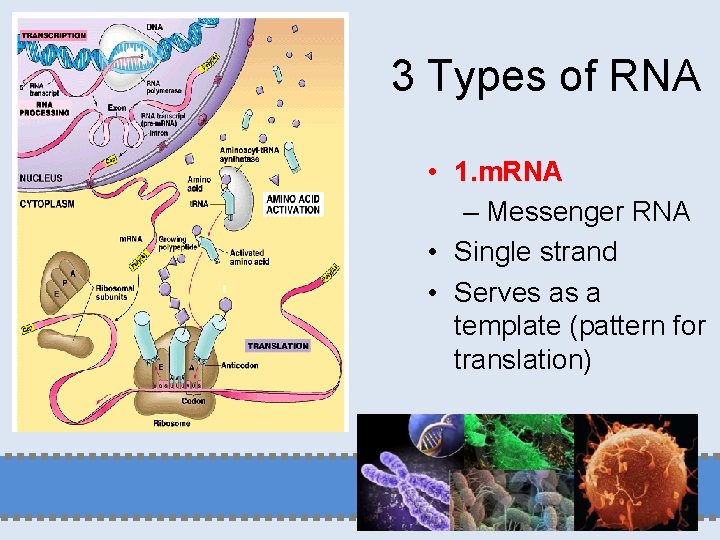 3 Types of RNA • 1. m. RNA – Messenger RNA • Single strand