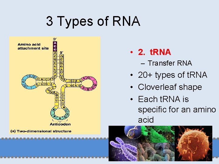 3 Types of RNA • 2. t. RNA – Transfer RNA • 20+ types