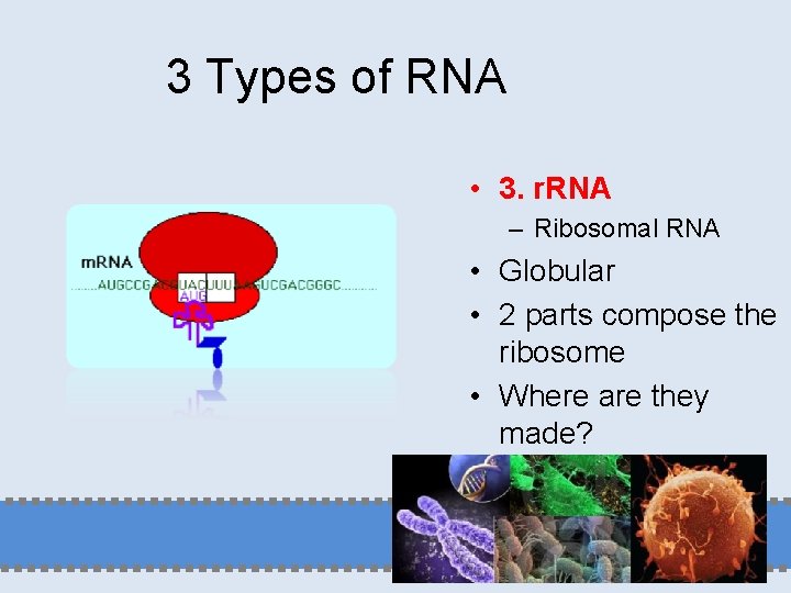 3 Types of RNA • 3. r. RNA – Ribosomal RNA • Globular •