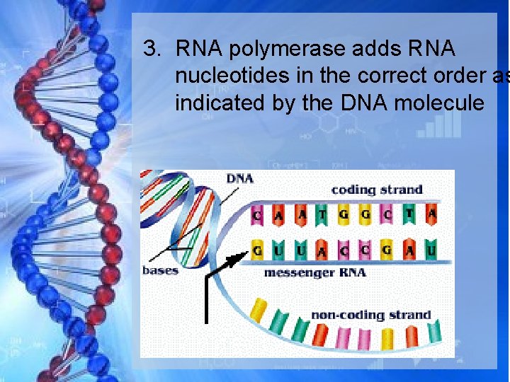 3. RNA polymerase adds RNA nucleotides in the correct order as indicated by the