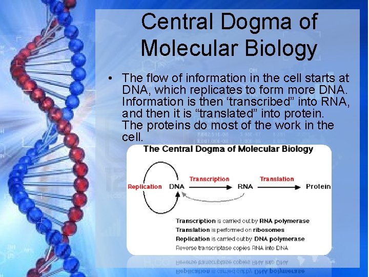 Central Dogma of Molecular Biology • The flow of information in the cell starts
