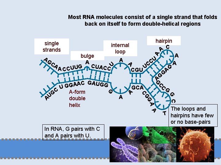 Most RNA molecules consist of a single strand that folds back on itself to