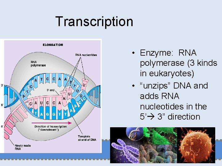 Transcription • Enzyme: RNA polymerase (3 kinds in eukaryotes) • “unzips” DNA and adds