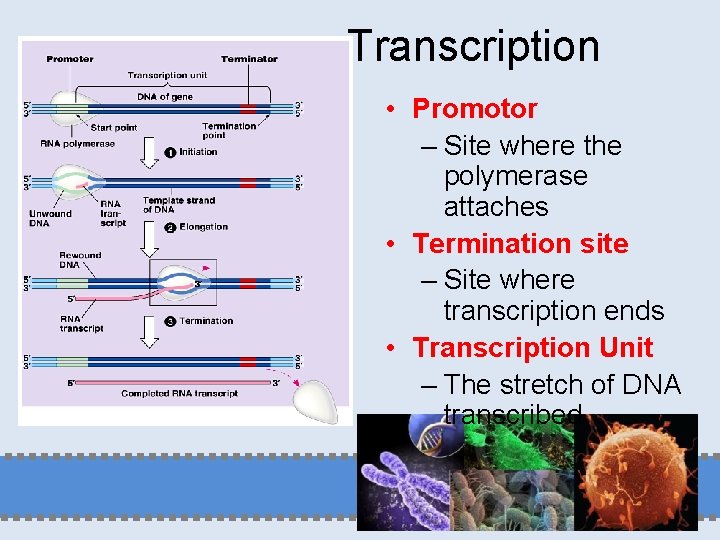 Transcription • Promotor – Site where the polymerase attaches • Termination site – Site