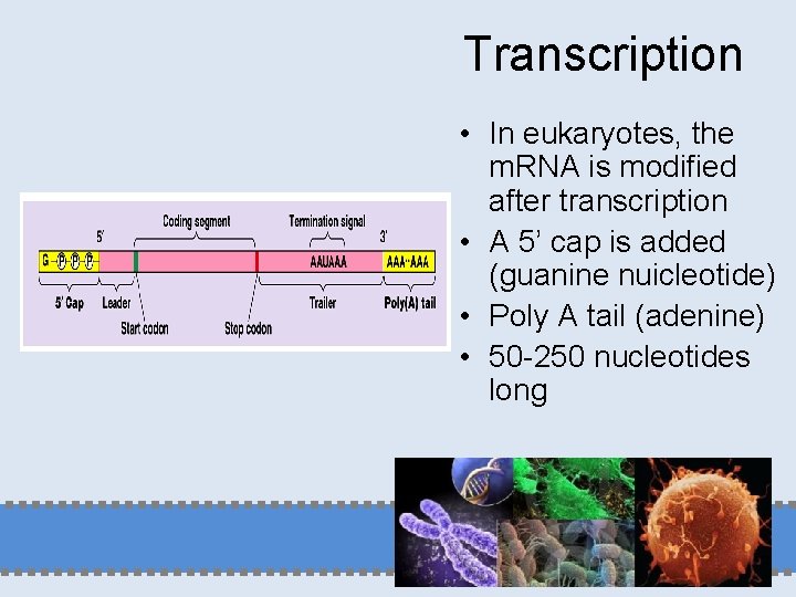 Transcription • In eukaryotes, the m. RNA is modified after transcription • A 5’