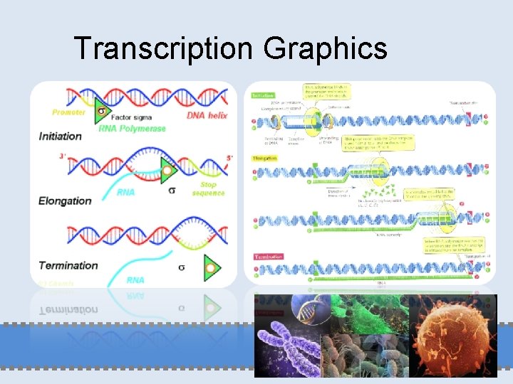 Transcription Graphics 