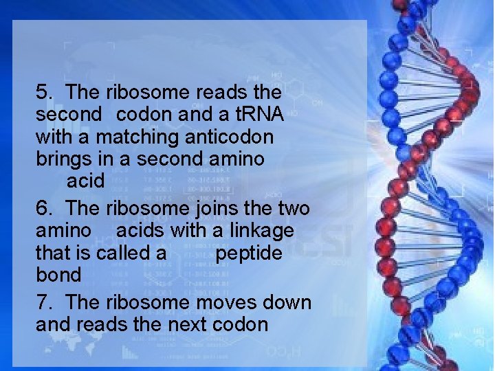 5. The ribosome reads the second codon and a t. RNA with a matching