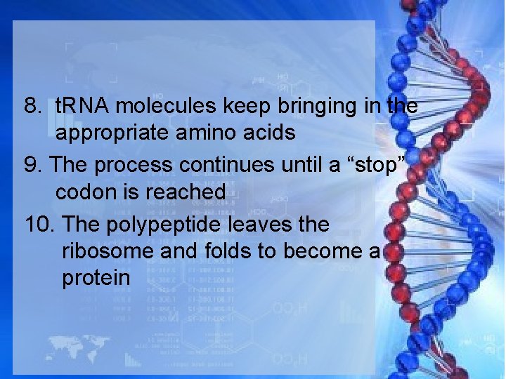 8. t. RNA molecules keep bringing in the appropriate amino acids 9. The process