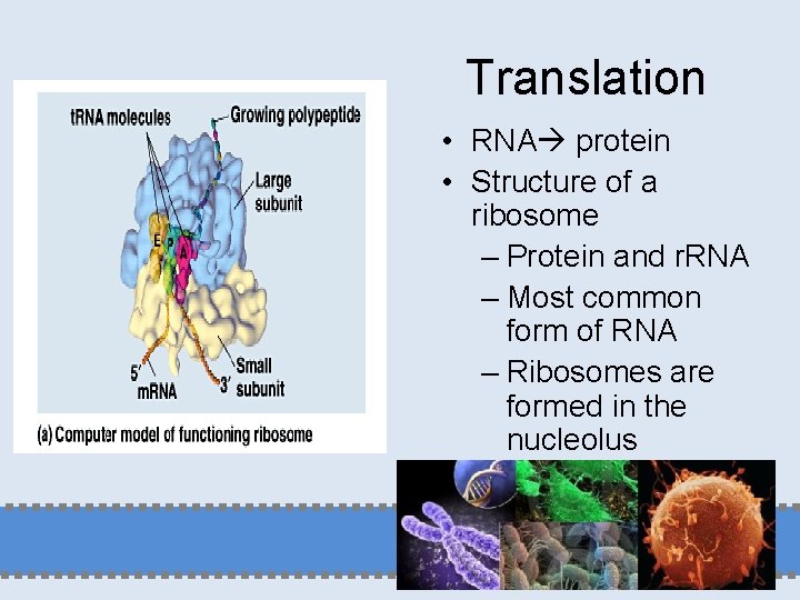 Translation • RNA protein • Structure of a ribosome – Protein and r. RNA