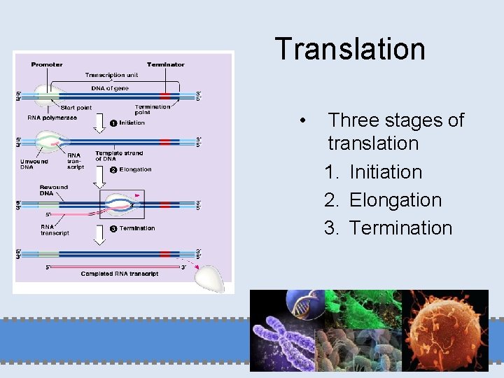 Translation • Three stages of translation 1. Initiation 2. Elongation 3. Termination 