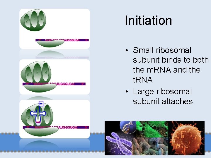 Initiation • Small ribosomal subunit binds to both the m. RNA and the t.