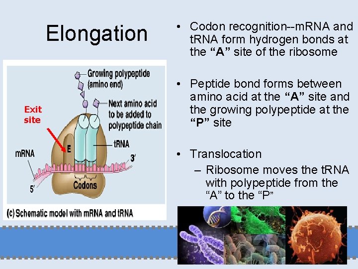 Elongation Exit site • Codon recognition--m. RNA and t. RNA form hydrogen bonds at
