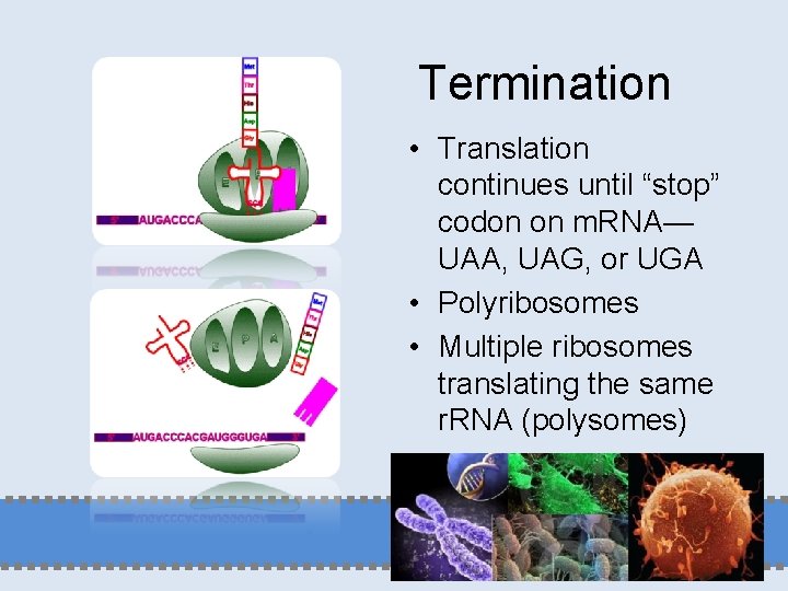 Termination • Translation continues until “stop” codon on m. RNA— UAA, UAG, or UGA
